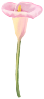 waterverf bloemen botanisch hand- verf png