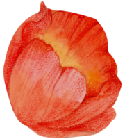 waterverf bloemen botanisch hand- verf png