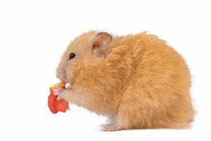 fluffy cute peach hamster on white background isolated photo