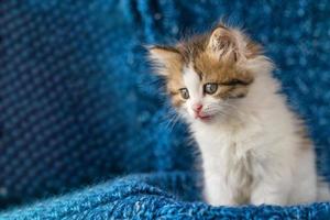 lindo gatito mira con asombro sobre un fondo azul foto