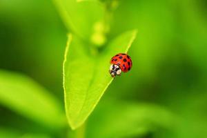 beautiful red ladybug crawling on a green leaf, beautiful natural background. photo