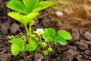 the strawberry bushes in bloom , growing in the ground photo