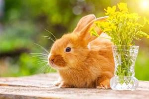 beautiful little fluffy red rabbit on a Sunny spring day on a green background in nature photo