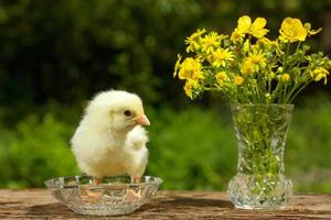 Cute yellow chick posing in funny on a natural green background , a bouquet of flowers spring Sunny day photo