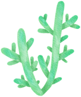 aquarela de planta suculenta cacto png