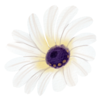 waterverf bloemen botanisch hand- verf png