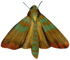 borboleta aquarela inseto pintado à mão png