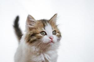 retrato de un gatito divertido sobre un fondo claro foto