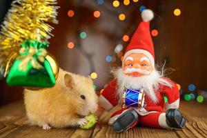 cute fluffy hamster and Santa Claus on wooden background bright bokeh festive atmosphere photo