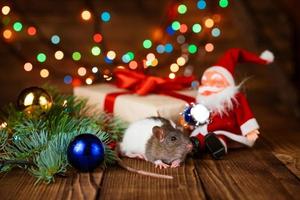 Cute pet rat in new year's decor. Cute rat is sitting santa claus toy, next photo