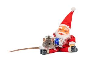 cute rat on white background Santa Claus insulator. photo