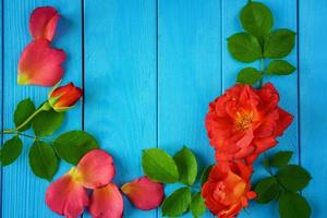 Red rose petals lie on a  vintage style on blue background photo