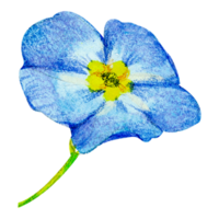 waterverf bloemen botanisch hand- verf png