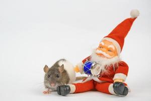 new year of the rat on white background photo