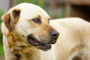 retrato de un perro rojo mira hacia otro lado foto