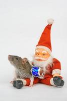 new year of the rat on white background photo