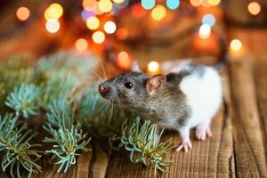 cute rat on wooden background beautiful bokeh photo