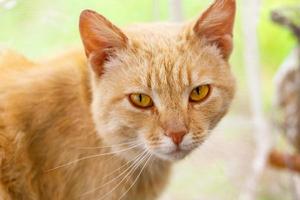 Portrait of a cute red cat in nature photo