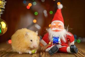 cute fluffy hamster and Santa Claus on wooden background bright bokeh festive atmosphere photo