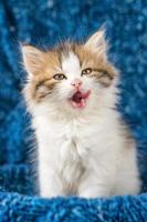 portrait of a cute fluffy kitten licked photo