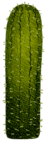 cactus sappig fabriek waterverf png