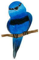 weinig vogel waterverf hand- verf png