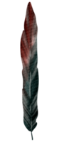 Feather watercolor hand paint png