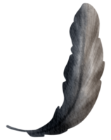 Feather watercolor hand paint png