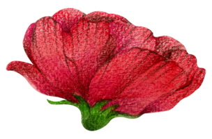 acquerello floreale botanico mano dipingere png