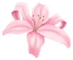 waterverf bloemen botanisch hand- verf png