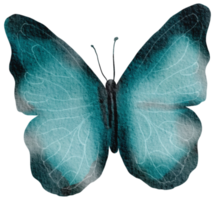 butterfly watercolor insect hand painted png
