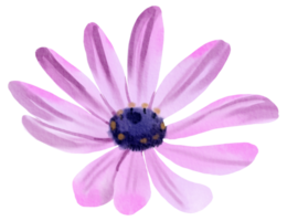 waterverf bloemen botanisch hand- verf png