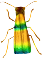 insekt vattenfärg insekt hand målad png