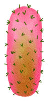 cactus succulento pianta acquerello png
