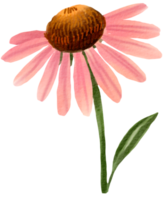 waterverf bloemen botanisch hand- verf png