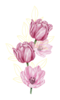 acquerello floreale botanico rosa tulipano png