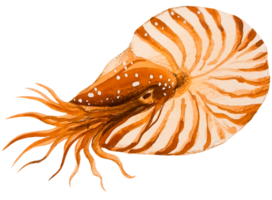 Under the sea animal watercolor png