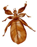 insecto acuarela insecto pintado a mano png