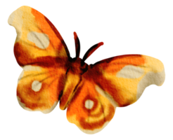 papillon aquarelle insecte peint à la main png