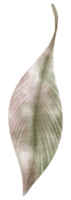 pintura de la mano de la acuarela de la pluma png