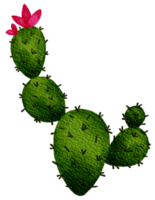 kaktus saftig växt vattenfärg png