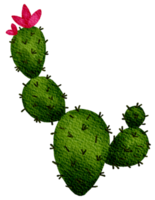 cactus succulento pianta acquerello png