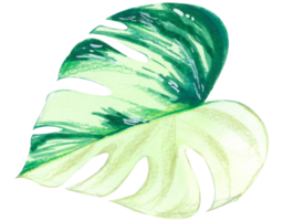 follaje acuarela hoja pintura a mano png