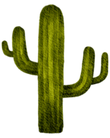 cactus suculento planta acuarela png