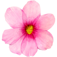 waterverf bloemen botanisch hand- verf png