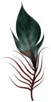 Feather watercolor hand paint png