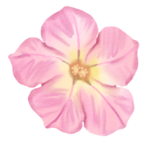 waterverf bloemen botanisch hand- verf png