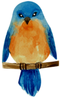 kleiner Vogel Aquarell Handfarbe png