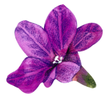 waterverf bloemen botanisch hand- verf png