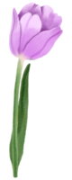 vattenfärg blommig botanisk hand måla png